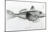 Galapagos Gurnard, plate 6 from 'The Zoology of Voyage of H.M.S Beagle, 1832-36' by Charles Darwin-null-Mounted Giclee Print