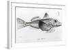 Galapagos Gurnard, plate 6 from 'The Zoology of Voyage of H.M.S Beagle, 1832-36' by Charles Darwin-null-Framed Giclee Print