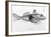 Galapagos Gurnard, plate 6 from 'The Zoology of Voyage of H.M.S Beagle, 1832-36' by Charles Darwin-null-Framed Giclee Print