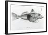 Galapagos Gurnard, plate 6 from 'The Zoology of Voyage of H.M.S Beagle, 1832-36' by Charles Darwin-null-Framed Giclee Print