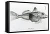 Galapagos Gurnard, plate 6 from 'The Zoology of Voyage of H.M.S Beagle, 1832-36' by Charles Darwin-null-Framed Stretched Canvas