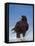 Galapagos Hawk, Espanola/Hood Is, Galapagos Islands, Ecuador-Pete Oxford-Framed Stretched Canvas