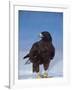 Galapagos Hawk, Espanola/Hood Is, Galapagos Islands, Ecuador-Pete Oxford-Framed Photographic Print