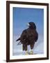 Galapagos Hawk, Espanola/Hood Is, Galapagos Islands, Ecuador-Pete Oxford-Framed Photographic Print