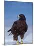 Galapagos Hawk, Espanola/Hood Is, Galapagos Islands, Ecuador-Pete Oxford-Mounted Photographic Print