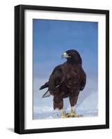 Galapagos Hawk, Espanola/Hood Is, Galapagos Islands, Ecuador-Pete Oxford-Framed Photographic Print