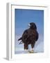 Galapagos Hawk, Espanola/Hood Is, Galapagos Islands, Ecuador-Pete Oxford-Framed Photographic Print