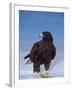 Galapagos Hawk, Espanola/Hood Is, Galapagos Islands, Ecuador-Pete Oxford-Framed Photographic Print