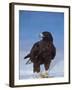 Galapagos Hawk, Espanola/Hood Is, Galapagos Islands, Ecuador-Pete Oxford-Framed Photographic Print