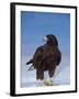 Galapagos Hawk, Espanola/Hood Is, Galapagos Islands, Ecuador-Pete Oxford-Framed Photographic Print