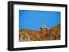 Galapagos hawk flying, Galapagos Islands-Tui De Roy-Framed Photographic Print