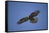 Galapagos Hawk Hovering-DLILLC-Framed Stretched Canvas