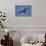 Galapagos Hawk Hovering-DLILLC-Stretched Canvas displayed on a wall