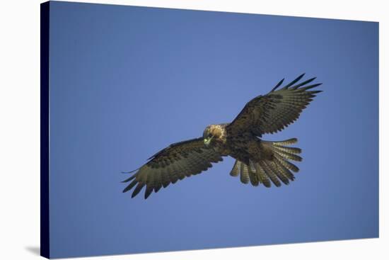 Galapagos Hawk Hovering-DLILLC-Stretched Canvas