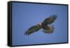 Galapagos Hawk Hovering-DLILLC-Framed Stretched Canvas