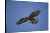 Galapagos Hawk Hovering-DLILLC-Stretched Canvas