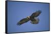 Galapagos Hawk Hovering-DLILLC-Framed Stretched Canvas