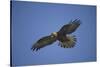 Galapagos Hawk Hovering-DLILLC-Stretched Canvas