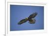 Galapagos Hawk Hovering-DLILLC-Framed Photographic Print