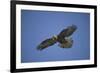 Galapagos Hawk Hovering-DLILLC-Framed Photographic Print