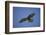 Galapagos Hawk Hovering-DLILLC-Framed Photographic Print