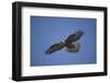 Galapagos Hawk Hovering-DLILLC-Framed Photographic Print