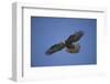 Galapagos Hawk Hovering-DLILLC-Framed Photographic Print