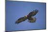 Galapagos Hawk Hovering-DLILLC-Mounted Photographic Print