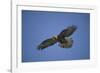 Galapagos Hawk Hovering-DLILLC-Framed Photographic Print