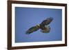 Galapagos Hawk Hovering-DLILLC-Framed Photographic Print