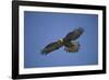 Galapagos Hawk Hovering-DLILLC-Framed Photographic Print