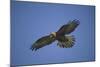 Galapagos Hawk Hovering-DLILLC-Mounted Photographic Print