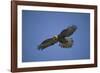 Galapagos Hawk Hovering-DLILLC-Framed Photographic Print