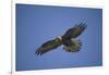 Galapagos Hawk Hovering-DLILLC-Framed Photographic Print