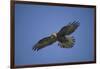 Galapagos Hawk Hovering-DLILLC-Framed Photographic Print