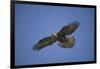 Galapagos Hawk Hovering-DLILLC-Framed Photographic Print