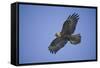 Galapagos Hawk in Flight-DLILLC-Framed Stretched Canvas