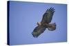 Galapagos Hawk in Flight-DLILLC-Stretched Canvas