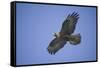 Galapagos Hawk in Flight-DLILLC-Framed Stretched Canvas