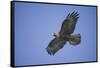 Galapagos Hawk in Flight-DLILLC-Framed Stretched Canvas