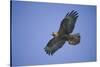 Galapagos Hawk in Flight-DLILLC-Stretched Canvas