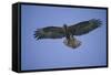 Galapagos Hawk in Flight-DLILLC-Framed Stretched Canvas