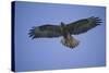 Galapagos Hawk in Flight-DLILLC-Stretched Canvas