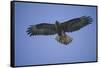 Galapagos Hawk in Flight-DLILLC-Framed Stretched Canvas