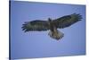 Galapagos Hawk in Flight-DLILLC-Stretched Canvas