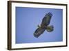 Galapagos Hawk in Flight-DLILLC-Framed Photographic Print