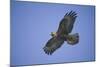 Galapagos Hawk in Flight-DLILLC-Mounted Photographic Print