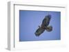 Galapagos Hawk in Flight-DLILLC-Framed Photographic Print