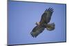 Galapagos Hawk in Flight-DLILLC-Mounted Photographic Print