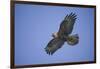 Galapagos Hawk in Flight-DLILLC-Framed Photographic Print